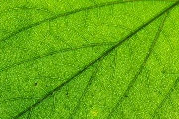 Naklejka na ściany i meble Green Leaf Macro Textured Closeup Large Detailed Abstract Background Texture Pattern Detail.
