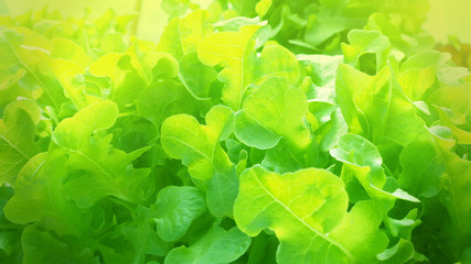 Fototapeta na wymiar Close up Green Oak Lettuce and Red oak in farm hydroponic