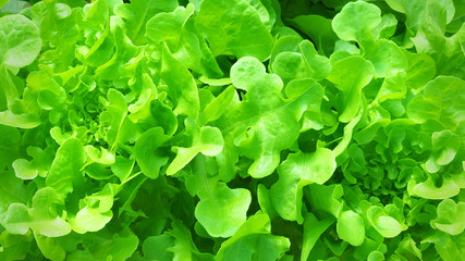 Close up Green Oak Lettuce and Red oak in farm hydroponic