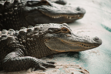 Alligator in the Park