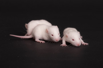 three white babies rat
