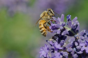 Westliche Honigbiene (apis mellifera) auf Lavendel