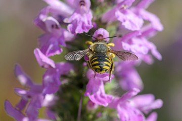 Hinterteil der weiblichen Großen Wollbiene