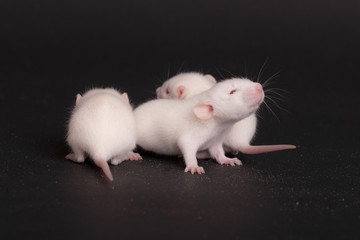three babies rat on black background