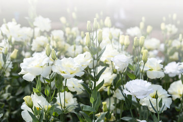 White flower garden, nature concept backgrond