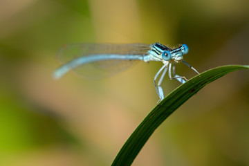 Blaue Federlibelle (platycnemis pennipes)
