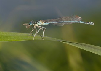 Blaue Federlibelle (platycnemis pennipes) beim fressen