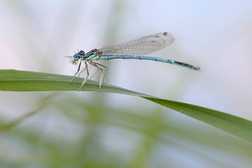  Blaue Federlibelle (platycnemis pennipes) beim fressen