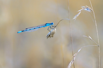 Gemeine Becherjungfer (enallagma cyathigerum) 