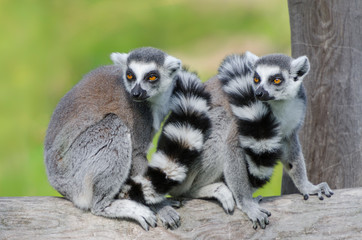 Kattas (lemur catta)