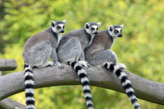 Kattas (lemur catta)