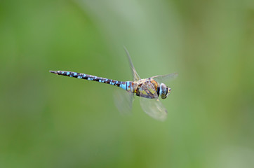  Herbst-Mosaikjungfer (aeshna mixta)