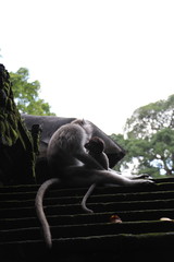 mother and baby monkey on the roof