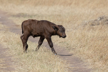 Cape Buffalo calf crossing the forest path at Masai Mara, Kenya, Africa