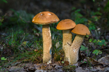Espenrotkappe (leccinum leucopodium) 