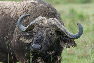 Cape buffalow headshot seen at Masai Mara, Kenya, Africa