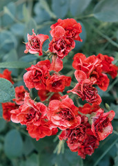 Lush flowering of small roses on branches in a summer garden. Vintage photo.