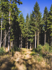 Obraz premium Forest Calling