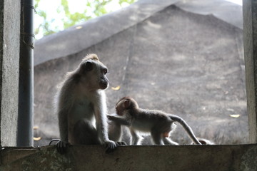 two monkeys one baby