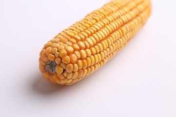 yellow corn in color background
