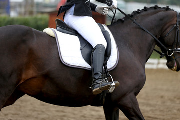 Dressage horse under saddle on equestrian event summertime