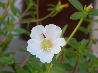 white flowers of apple tree