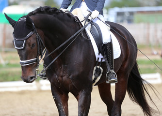 Obraz premium Closeup of a horseback under old leather jumper saddle on competition. Equestrian sport background