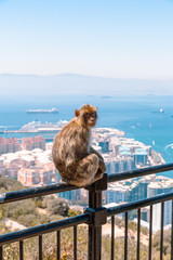 Gibraltar, UK - August 16, 2019: view on the Big Rock mountain with visitors Monkey on panoramic view on the Gibraltar harbor at sunny summer weather