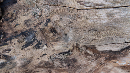 Decaying tree trunk with cracks and fissures