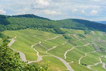 Fototapeta na wymiar The vineyards on the Moselle river, Rhineland-Palatinate, Germany