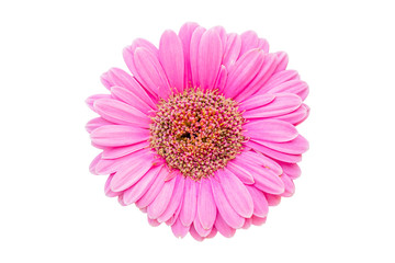Fresh pink Gerbera flowers isolated on white background. Save with clipping path