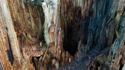 Looking inside rooten wooden post