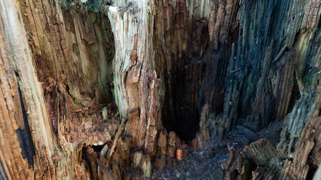 Looking inside rooten wooden post
