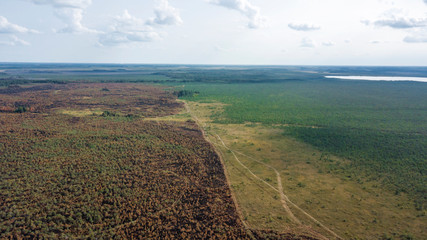Aerial view pine forest and trees after the fire in the swamp. Panorama of ecological problem.