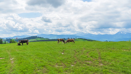 Idyllic landscape in the mountains with cows grazing in fresh green meadows, typical farmhouses and snowcapped mountain tops. Agriculture concept.