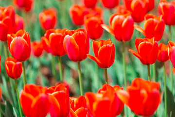 tulips in the kunming