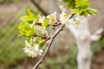 Branch of cherry tree in the period of spring flowering.