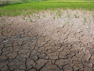 Parched and drought rice field during dry season