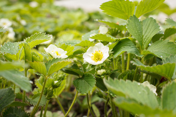 Flowering strawberry bushes at the garden in springtime.