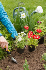 Gardener is planting verbena in the ground o n a garden bed.