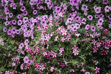 purple flowers in the garden