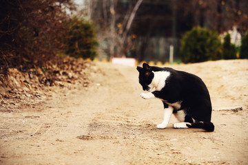 Black and white cat washing on countryside sand road