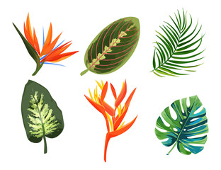 Set of tropical plants. Exotic flowers and leaves collection.