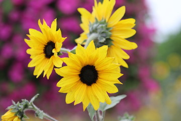 yellow flowers in the garden