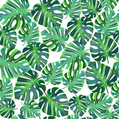 Exotic tropical pattern with monstera leaves . Natural seamless background.