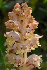 Bedstraw Broomrape / Nelken-Sommerwurz (Orobanche caryophyllacea)