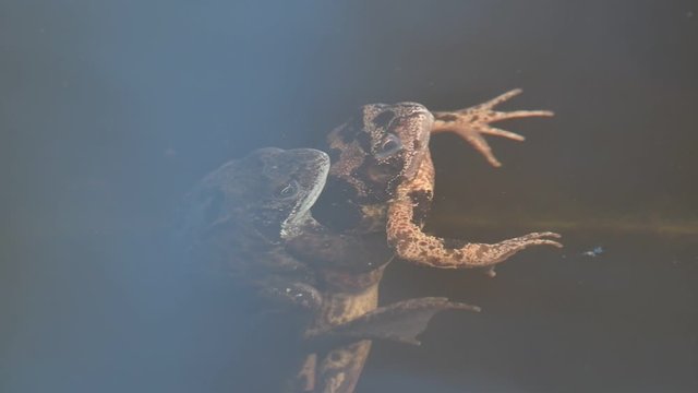 European common frogs (Rana temporaria) pair in amplexus sinking underwater till out of view in pond