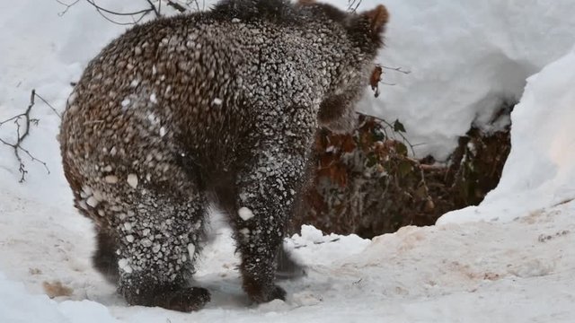 One year old brown bear cub (Ursus arctos arctos) playing in the snow at den entrance in winter