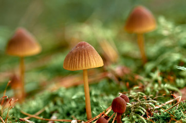 Mushrooms and mosses