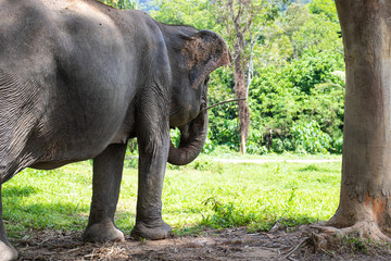 Obraz premium Asian Elephant Rear View
